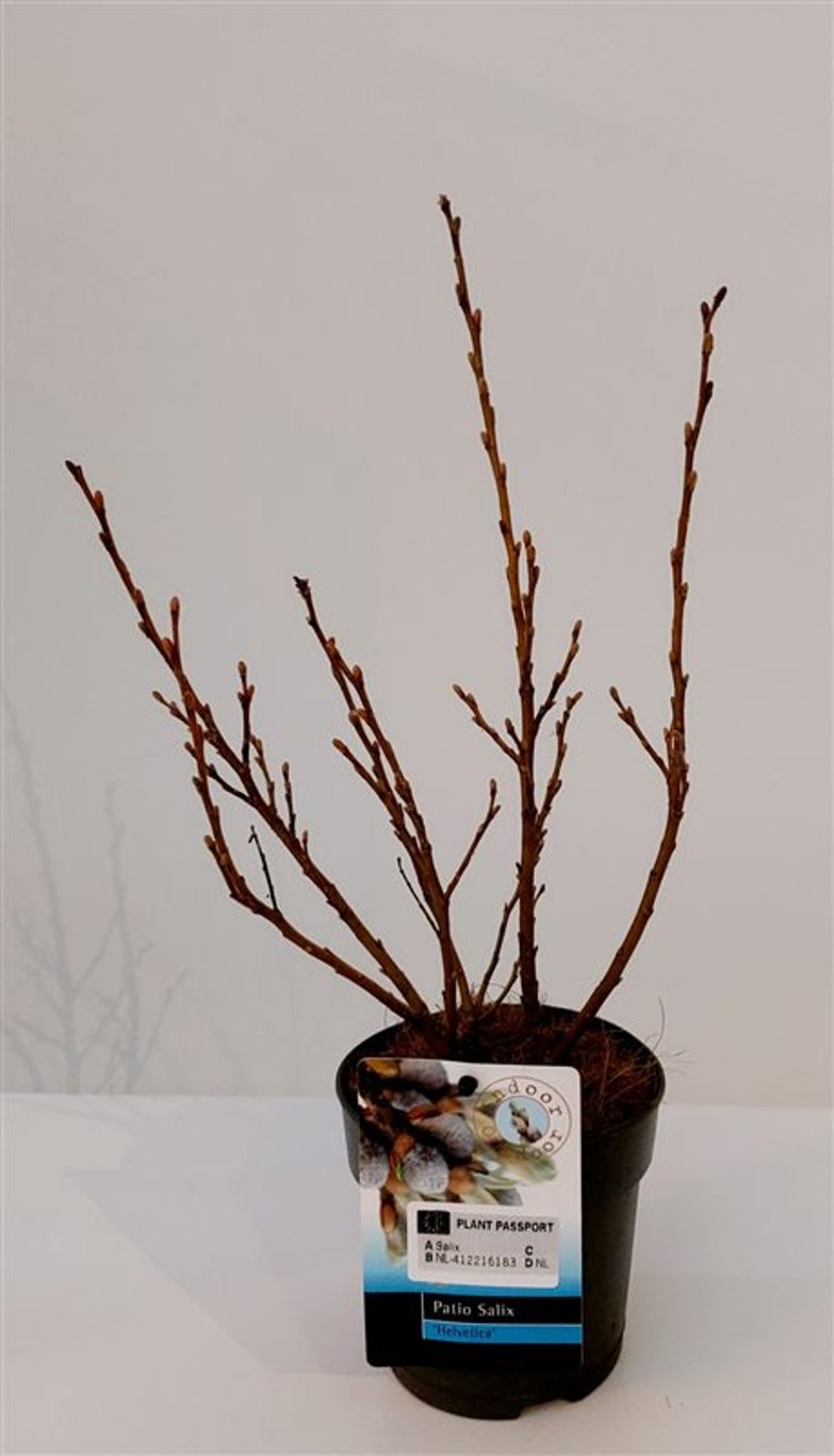 Salix helvetica - P12